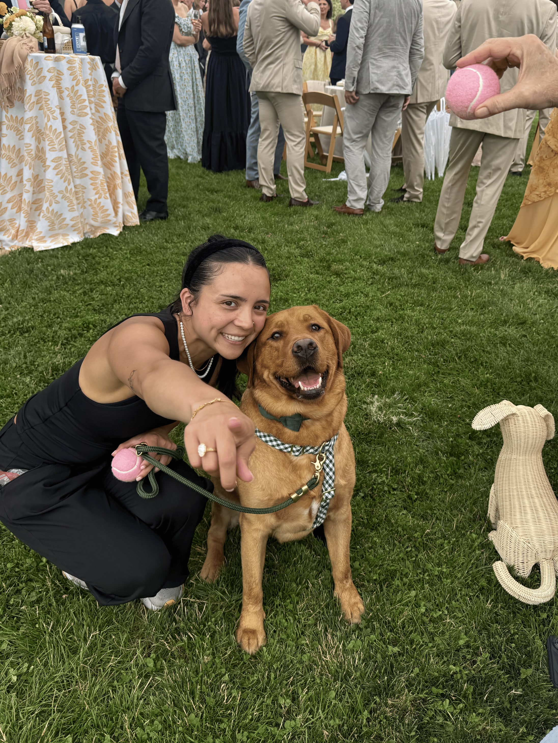 An attendant crouched on the lawn beside a fox-red Labrador in a gingham harness and green bow tie, holding up a pink ball to keep his attention while guests mingle behind them.