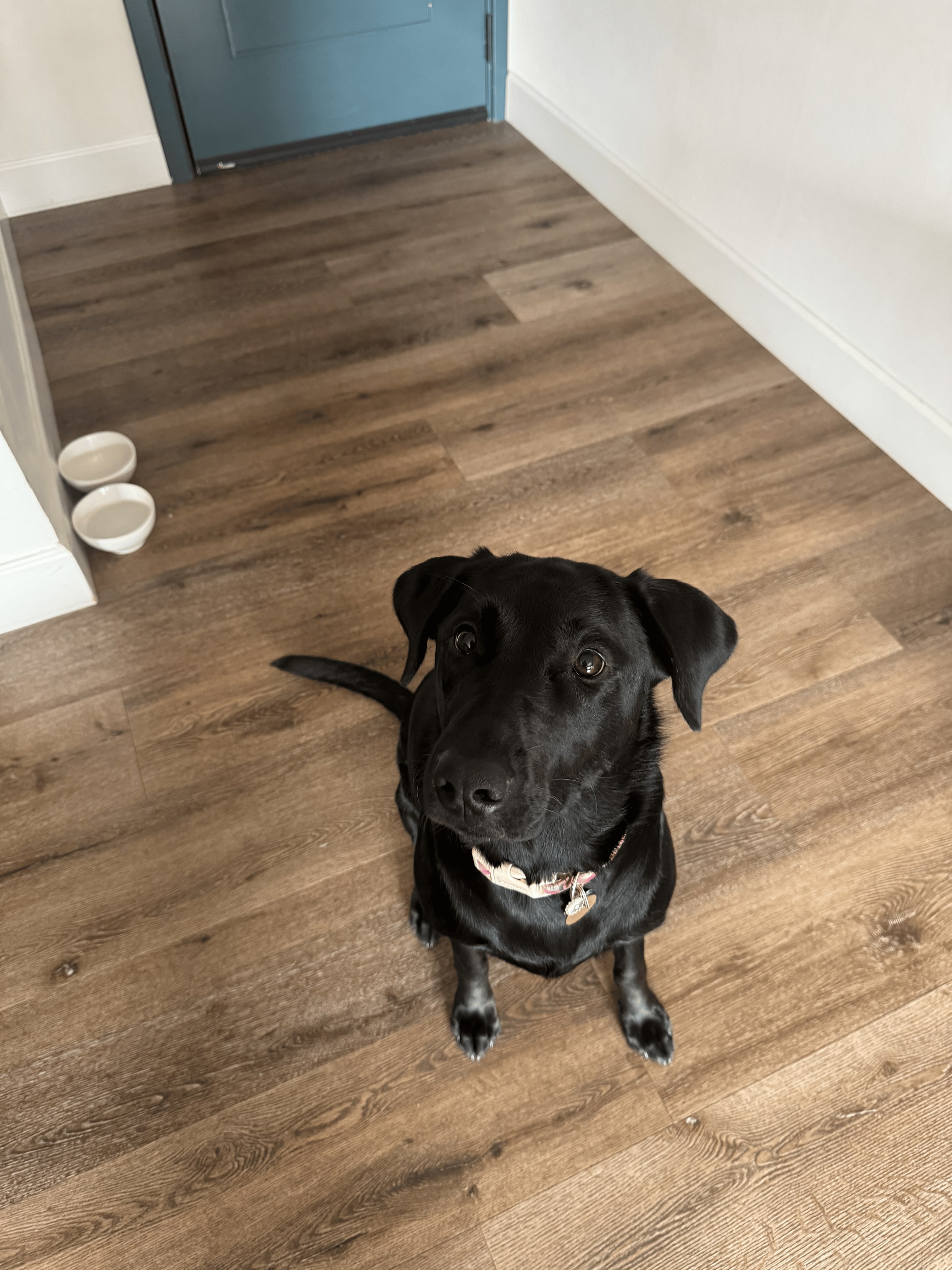 A black Labrador sitting in a hallway looking up, two empty ceramic bowls set out by the wall behind her.